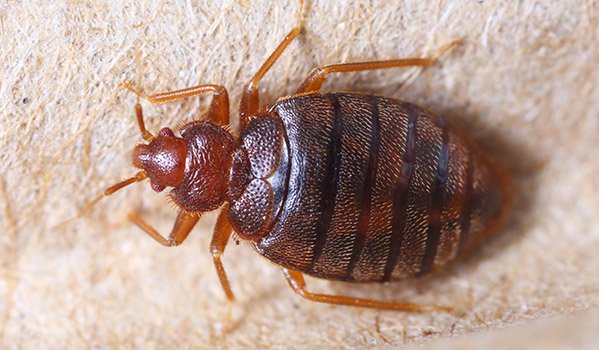 terribilis - traitements anti punaises de lit Senegal